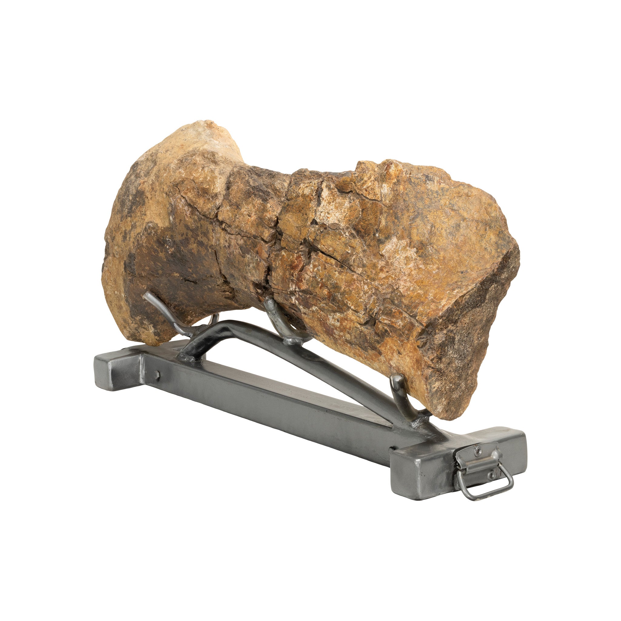 Cretaceous Period Hadrosaur Bone