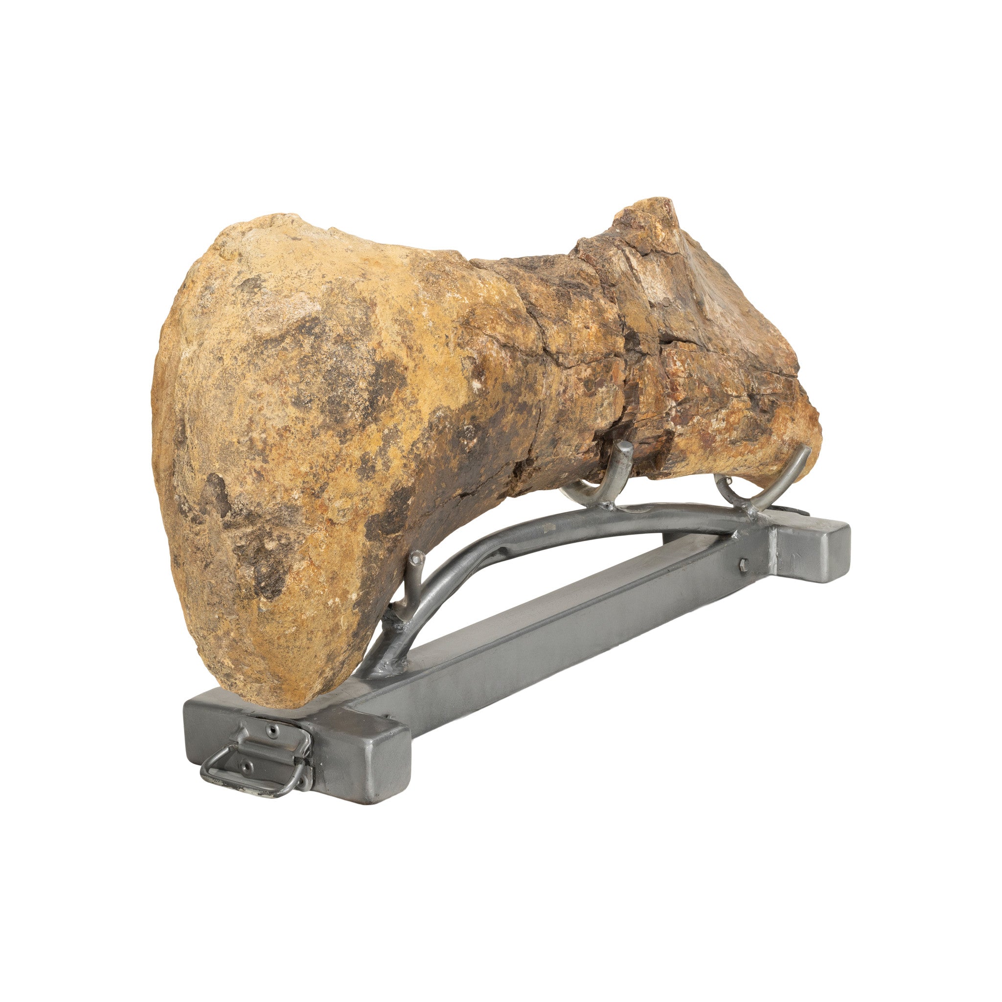 Cretaceous Period Hadrosaur Bone