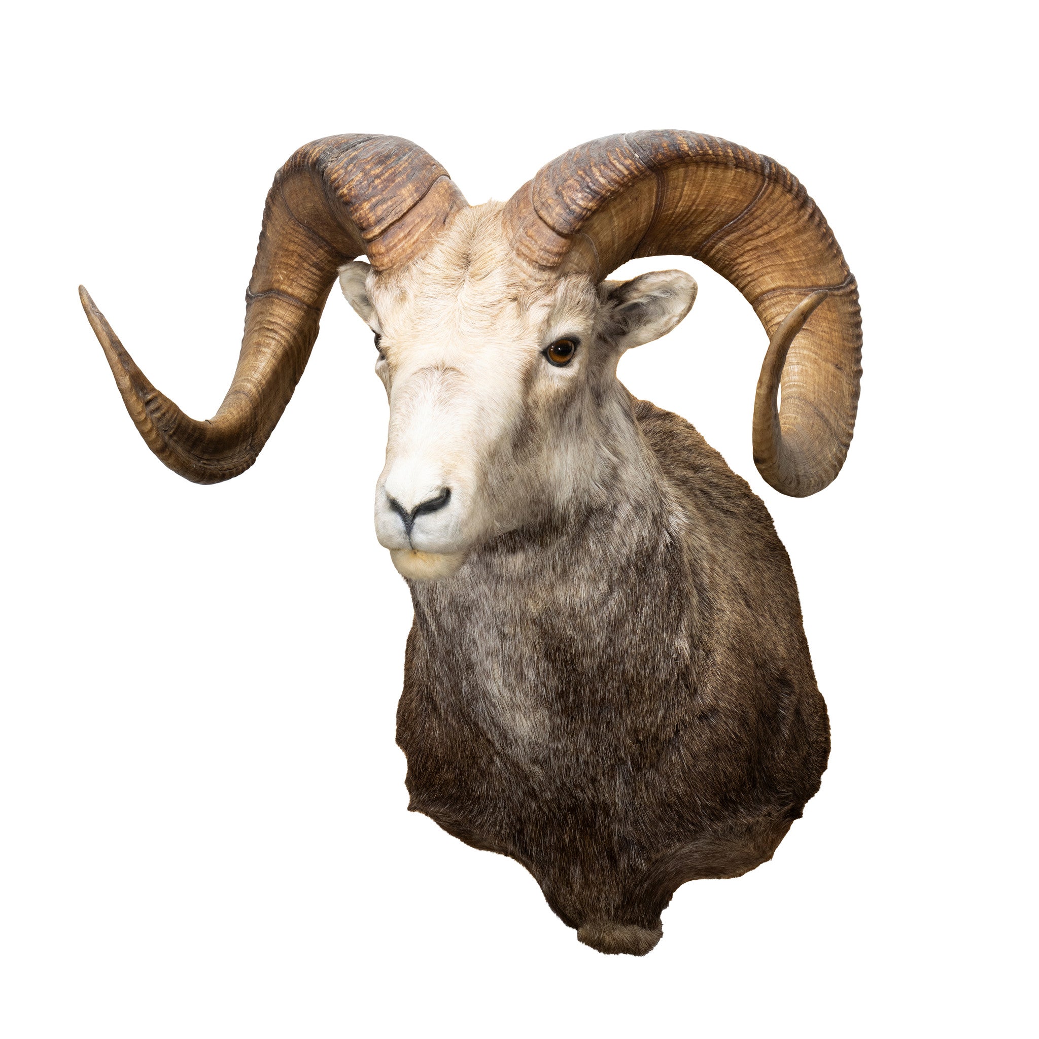 Stone Ram, Furnishings, Taxidermy, Ram