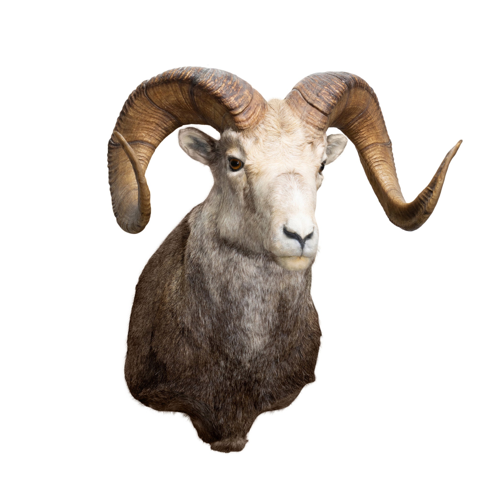 Stone Ram