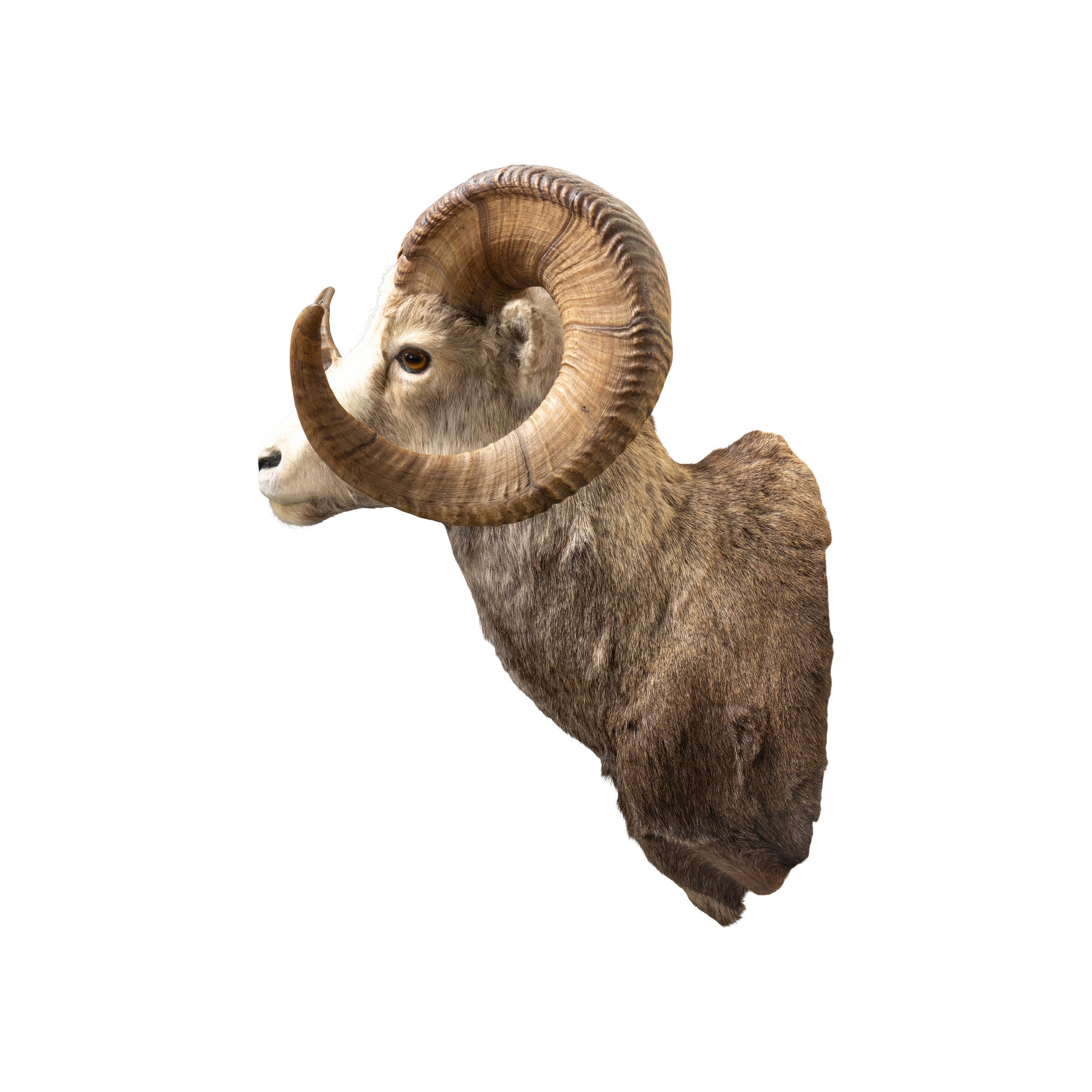 Stone Ram