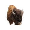 Bison Mount, Furnishings, Taxidermy, Buffalo