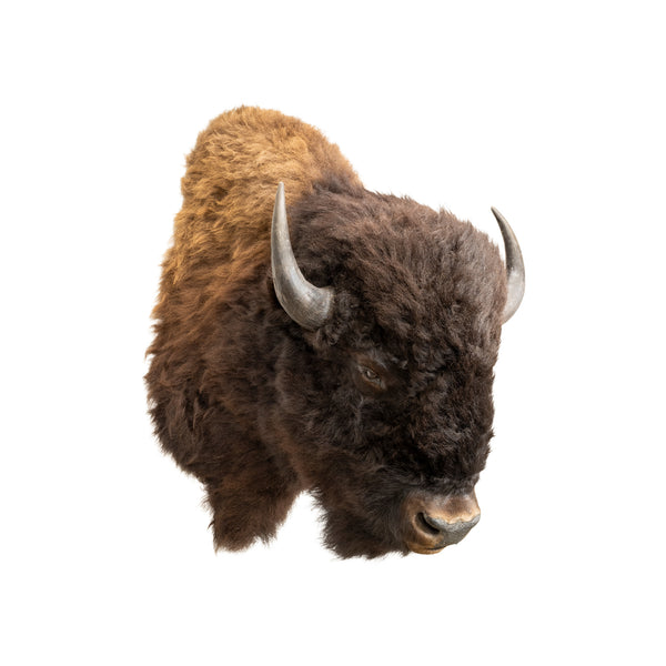 Bison Mount, Furnishings, Taxidermy, Buffalo