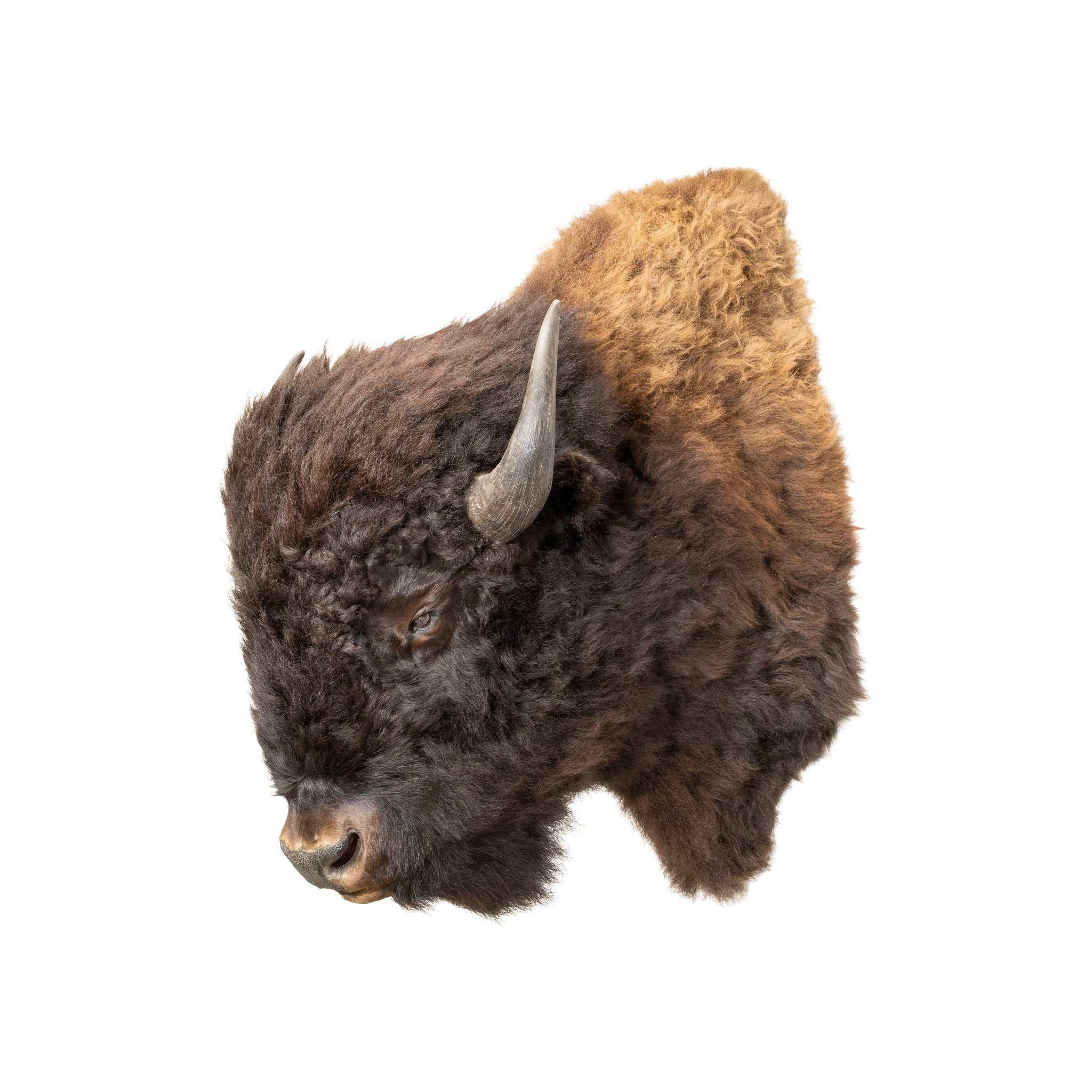 Bison Mount