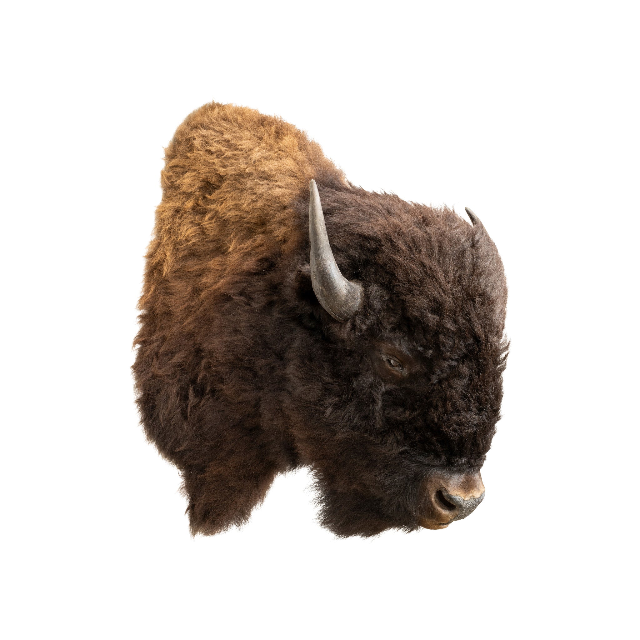 Bison Mount