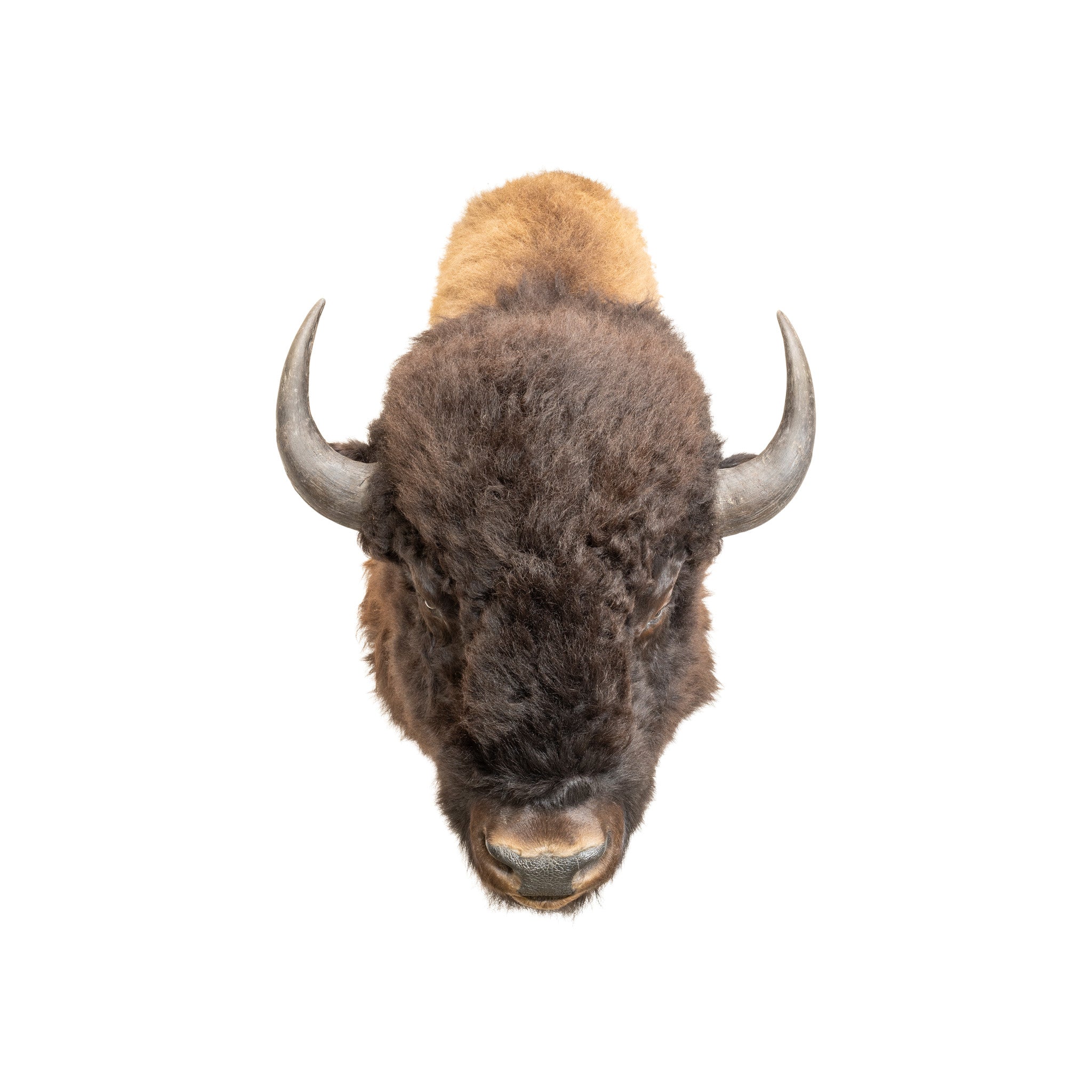 Bison Mount