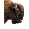 Bison Mount