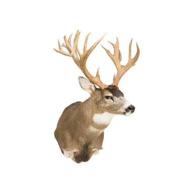 Non Typical Black Tail, Furnishings, Taxidermy, Deer