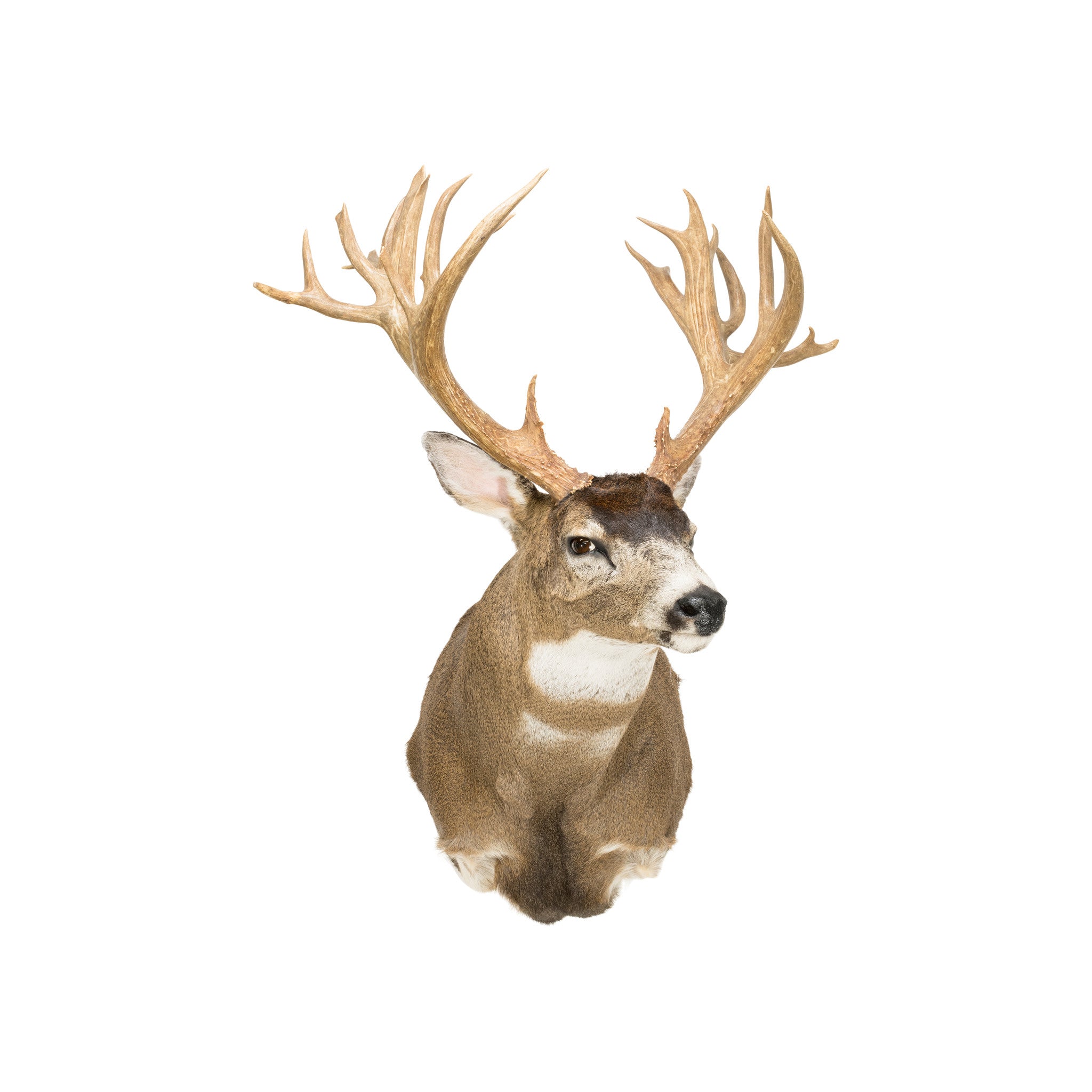 Non Typical Black Tail