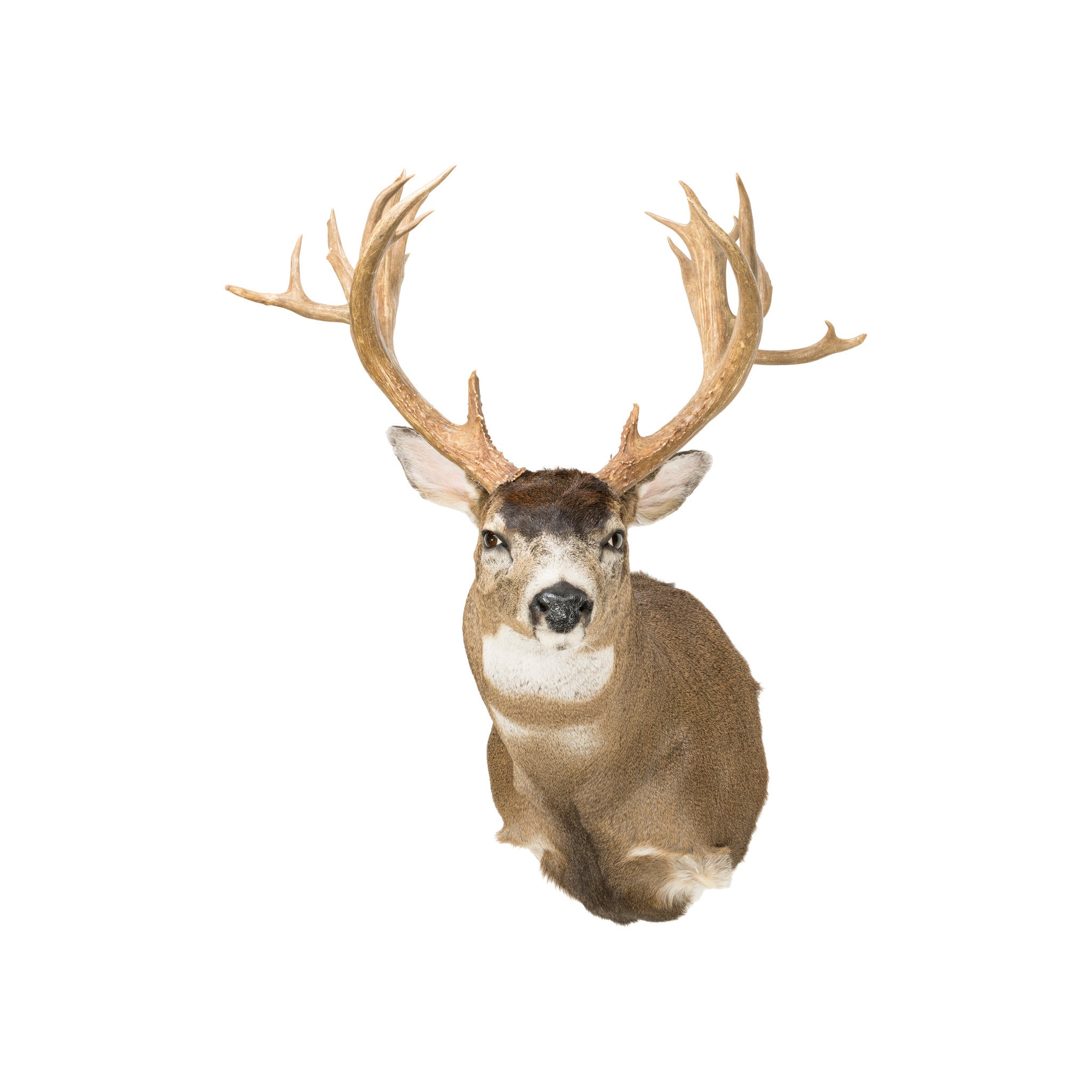 Non Typical Black Tail