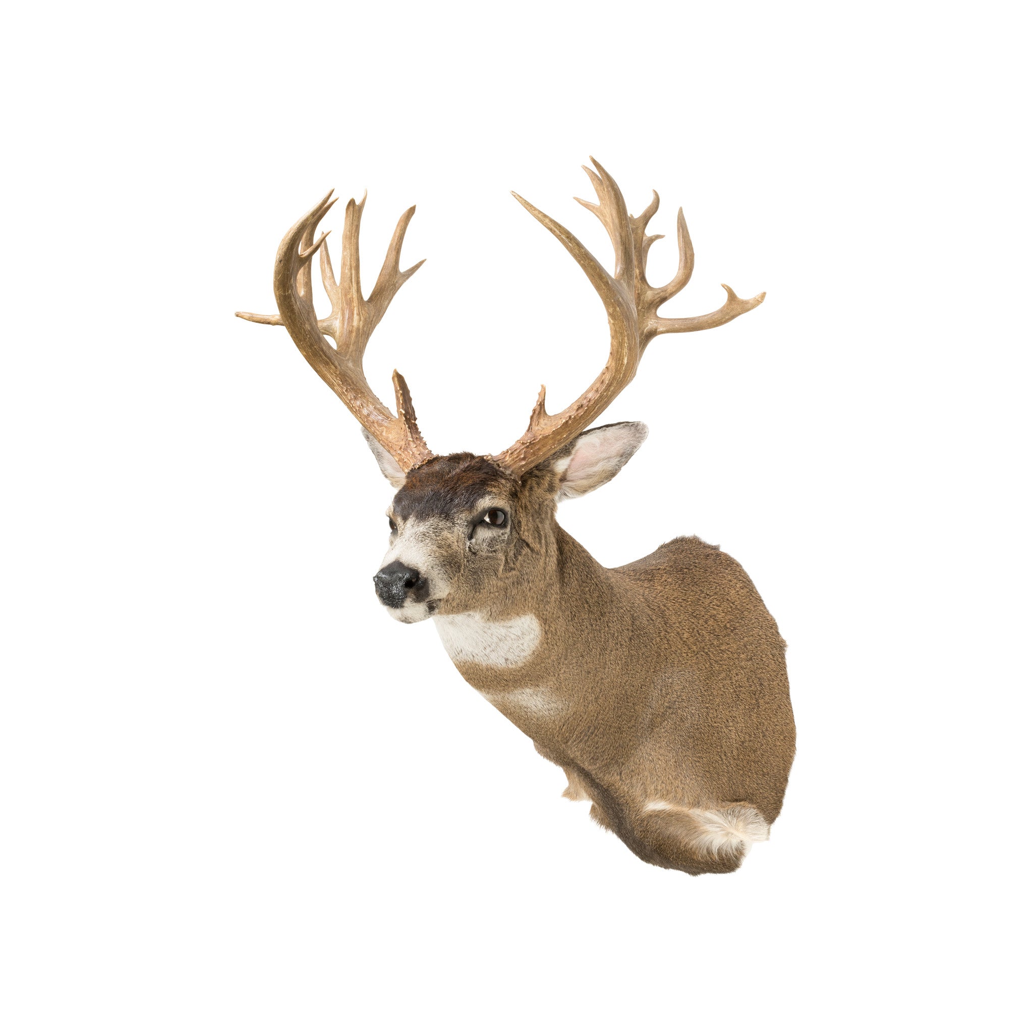 Non Typical Black Tail