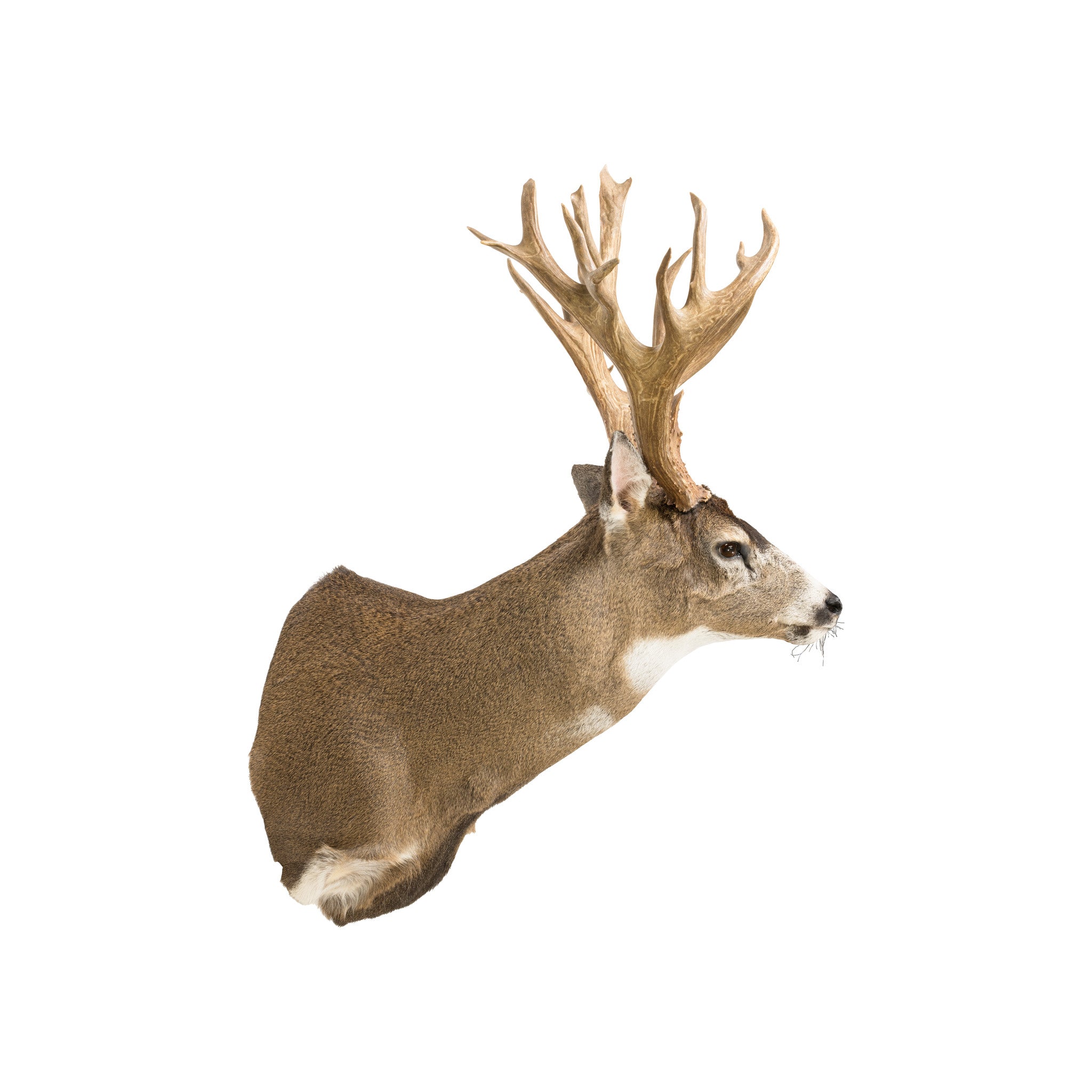 Non Typical Black Tail