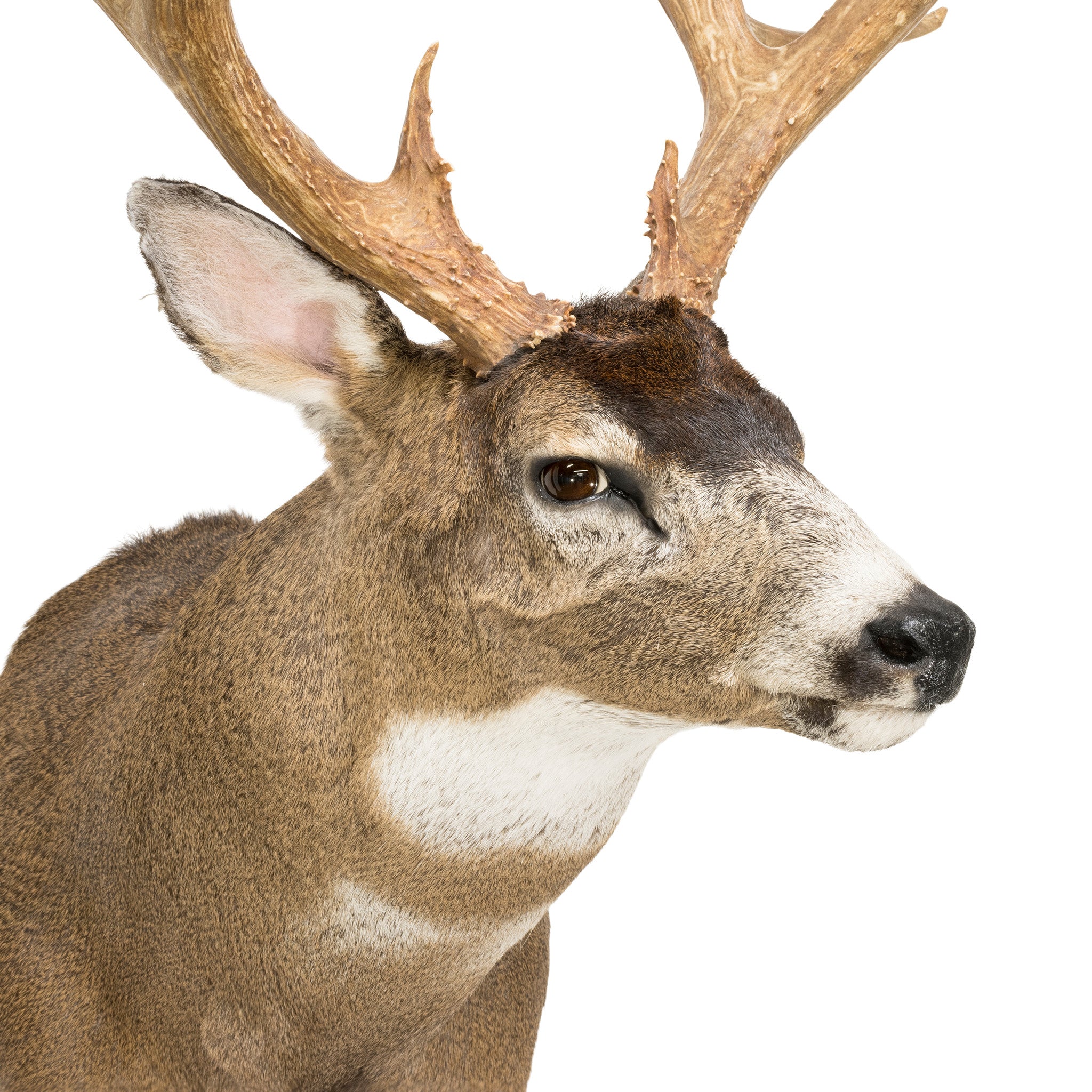 Non Typical Black Tail
