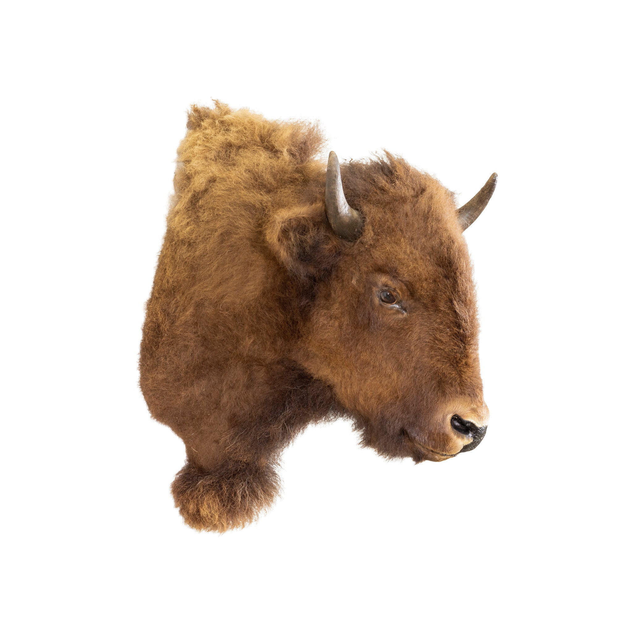 Buffalo Calf Shoulder Mount, Furnishings, Taxidermy, Buffalo