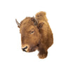 Buffalo Calf Shoulder Mount