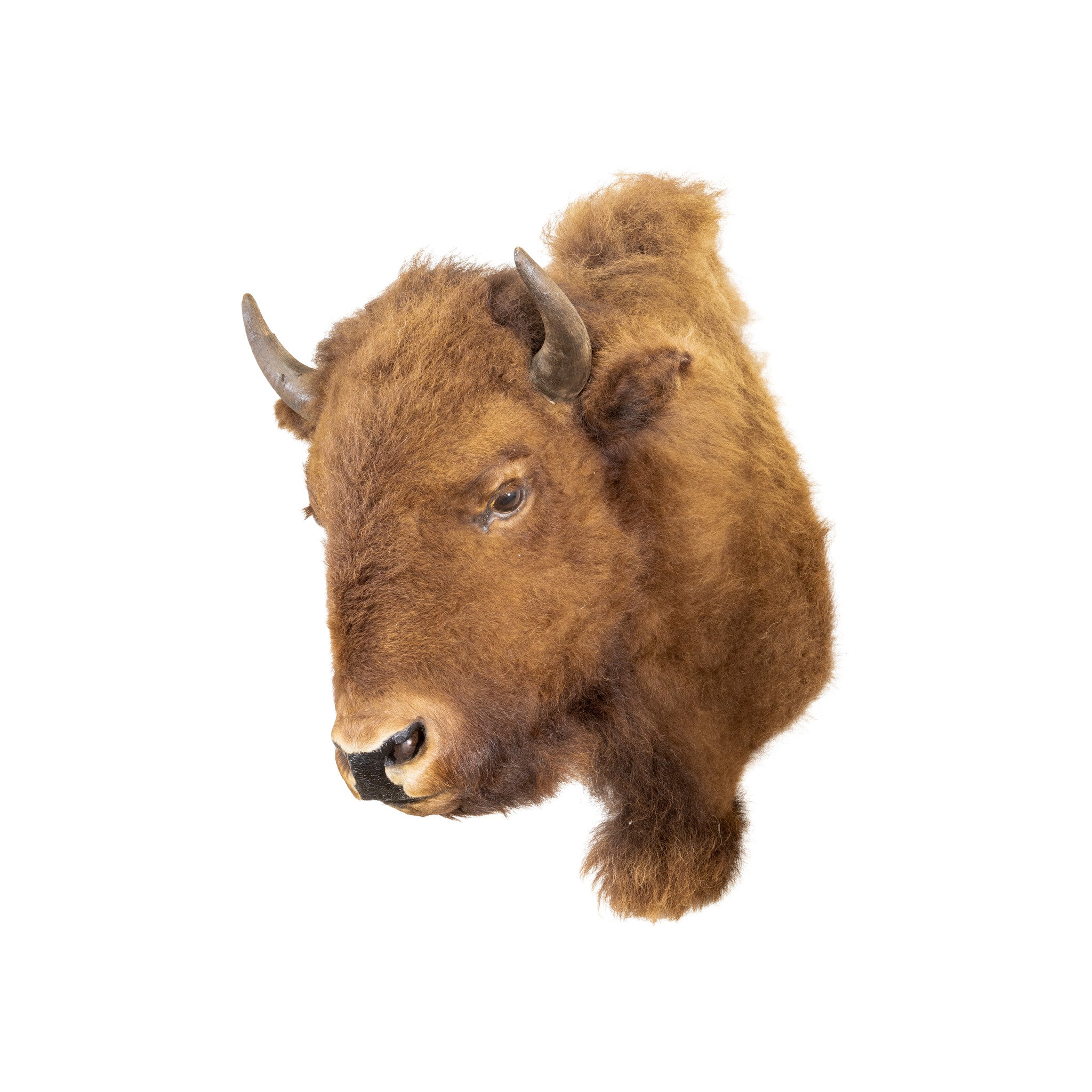 Buffalo Calf Shoulder Mount