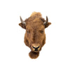 Buffalo Calf Shoulder Mount