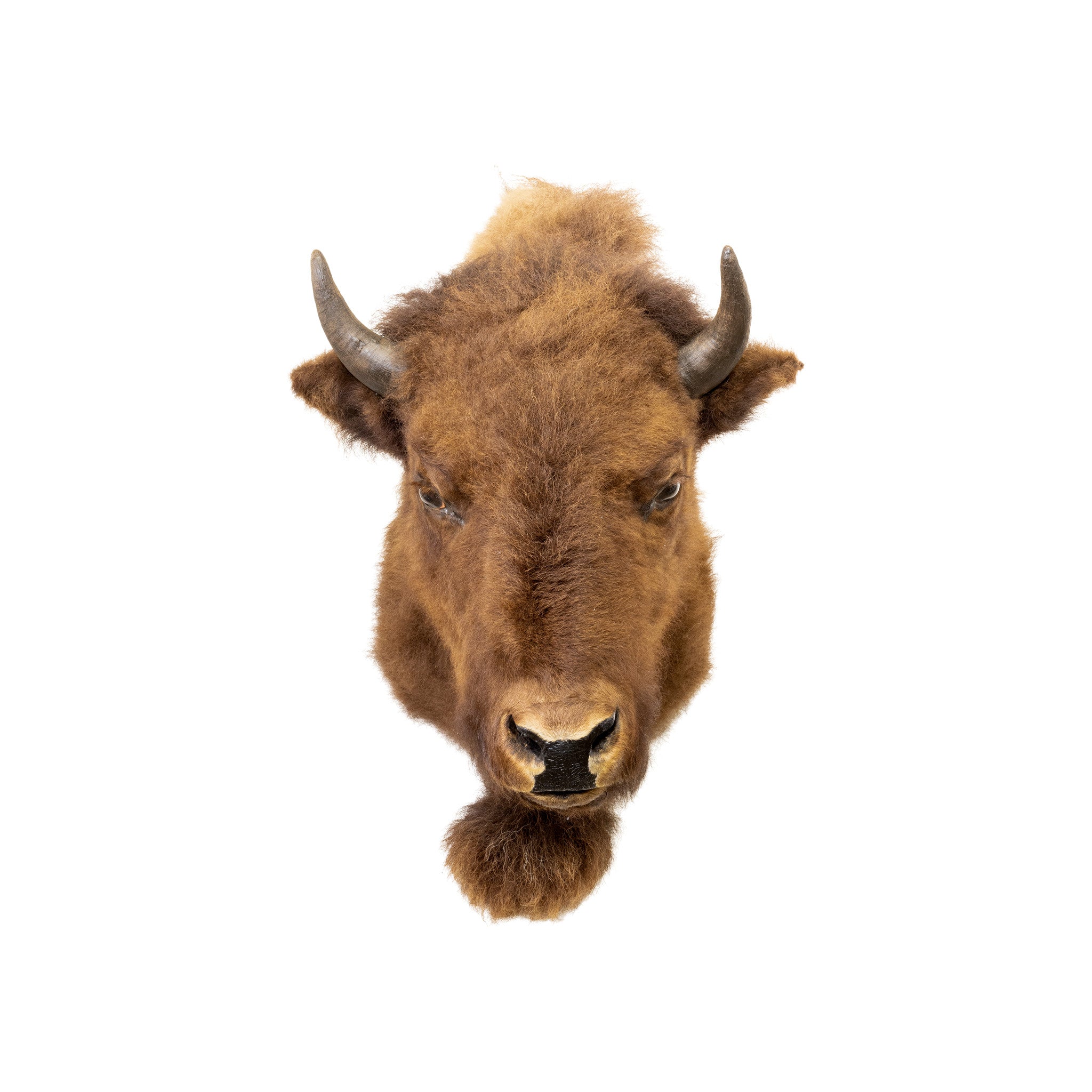 Buffalo Calf Shoulder Mount