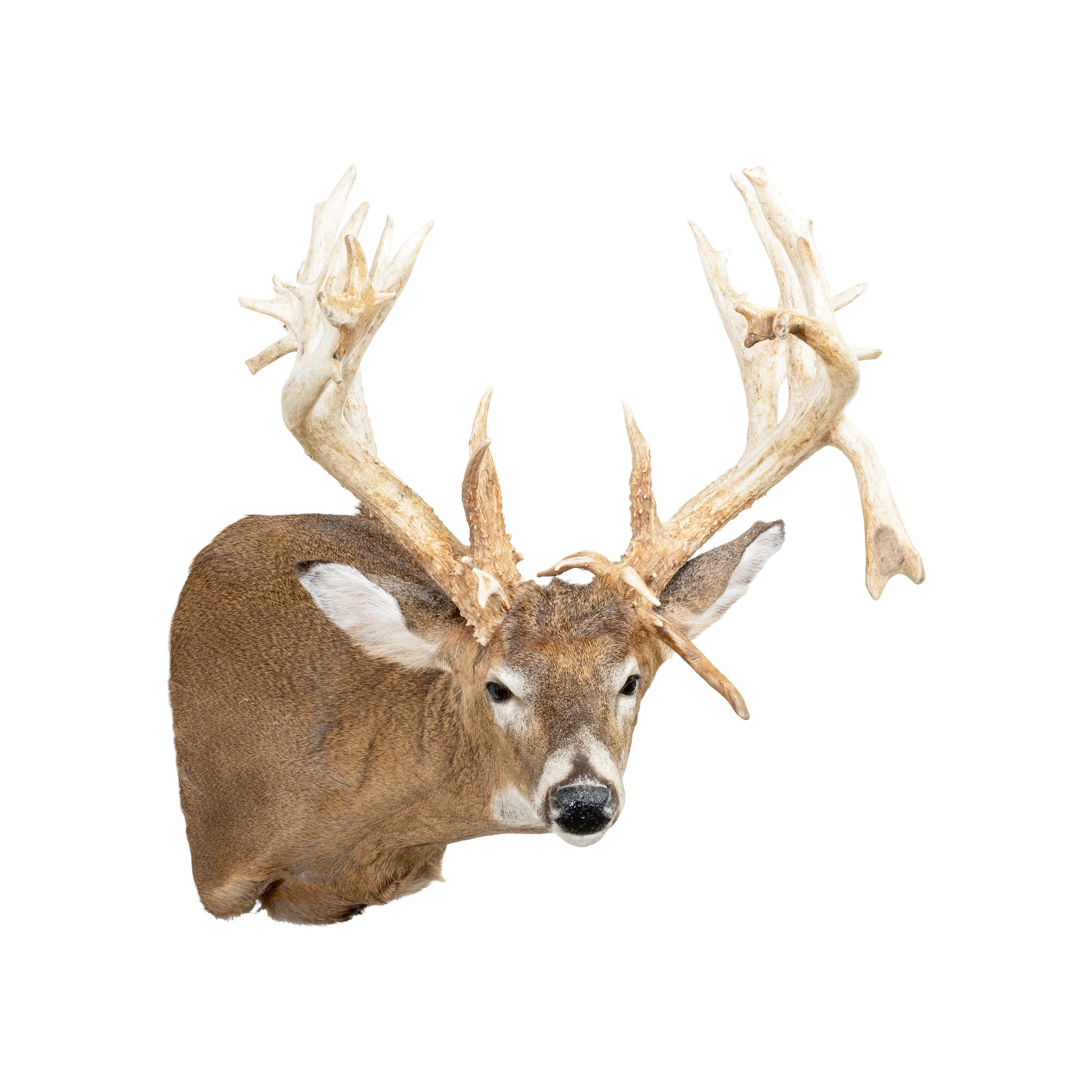 Missouri Nontypical Whitetail Deer Mount, Furnishings, Taxidermy, Deer