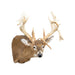 Missouri Nontypical Whitetail Deer Mount, Furnishings, Taxidermy, Deer