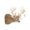 Missouri Nontypical Whitetail Deer Mount