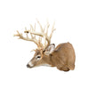 Missouri Nontypical Whitetail Deer Mount