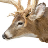 Missouri Nontypical Whitetail Deer Mount