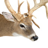 Missouri Nontypical Whitetail Deer Mount