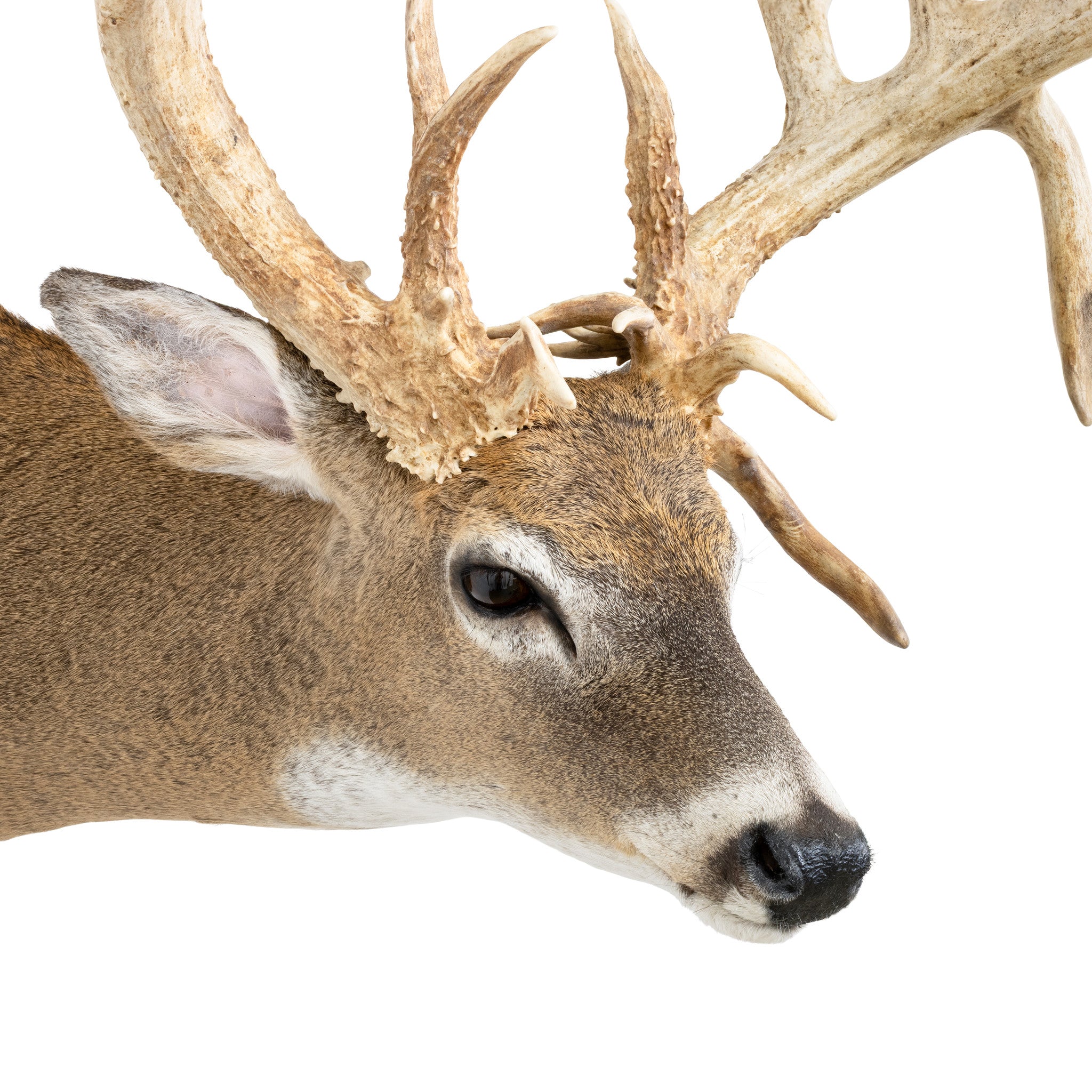 Missouri Nontypical Whitetail Deer Mount