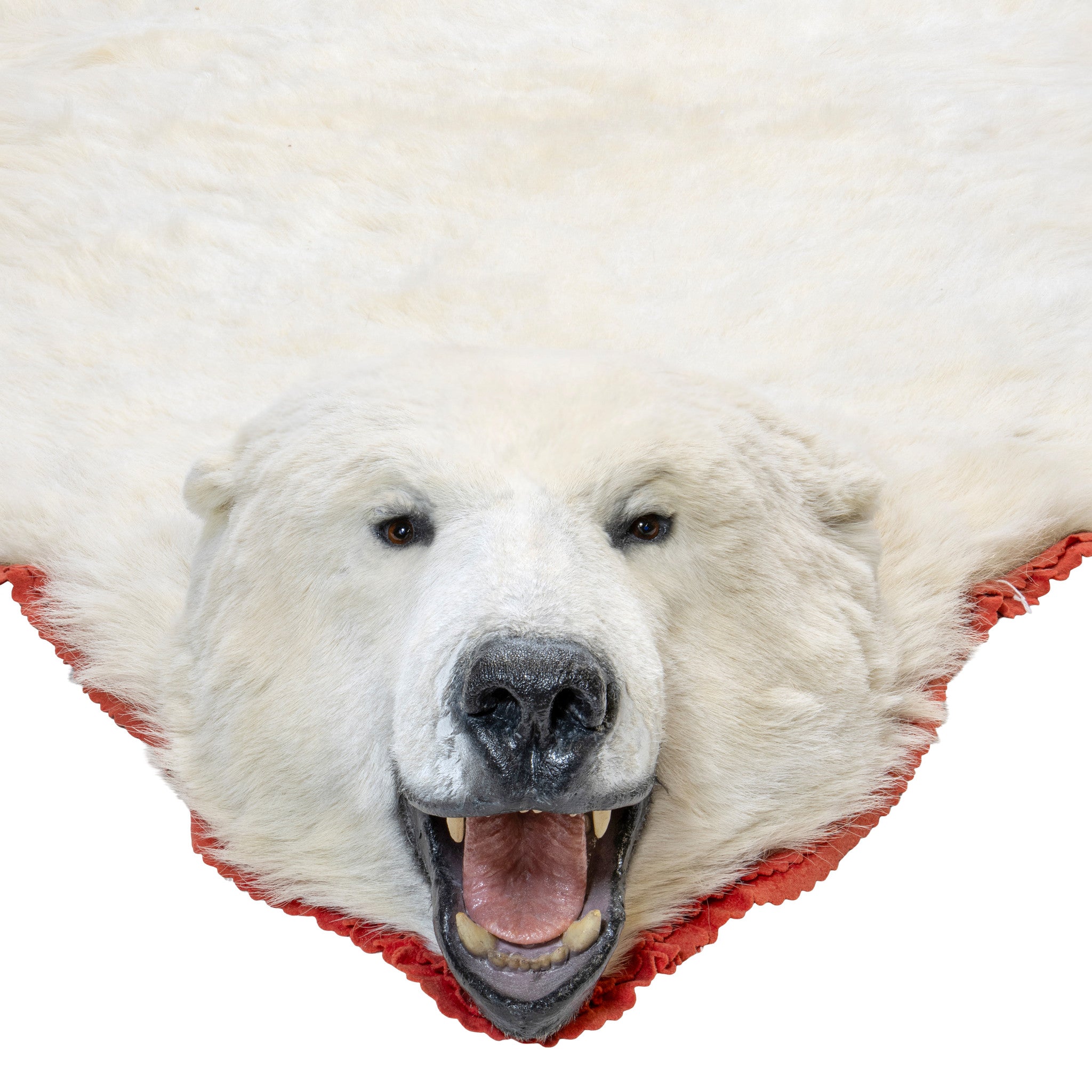 Polar Bear Rug