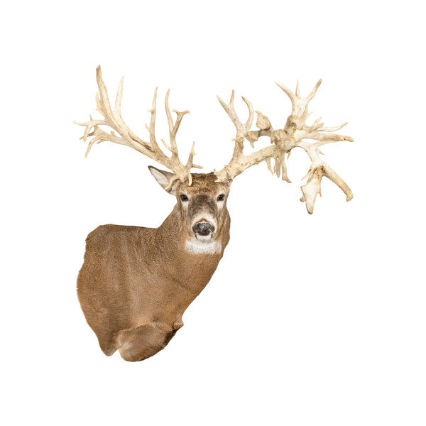 62 PT. Whitetail Deer Shoulder Mount, Furnishings, Taxidermy, Deer