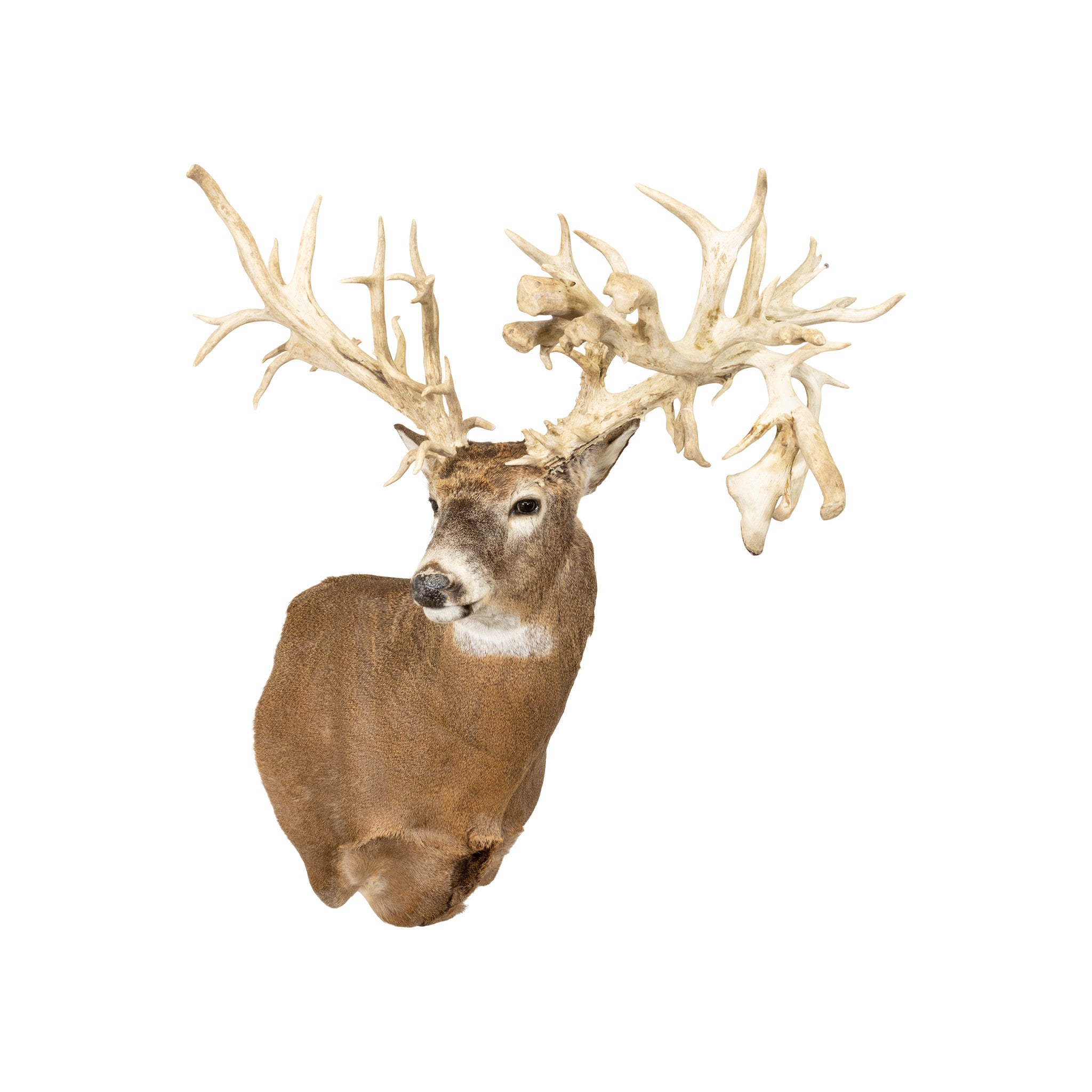 62 PT. Whitetail Deer Shoulder Mount