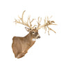 62 PT. Whitetail Deer Shoulder Mount