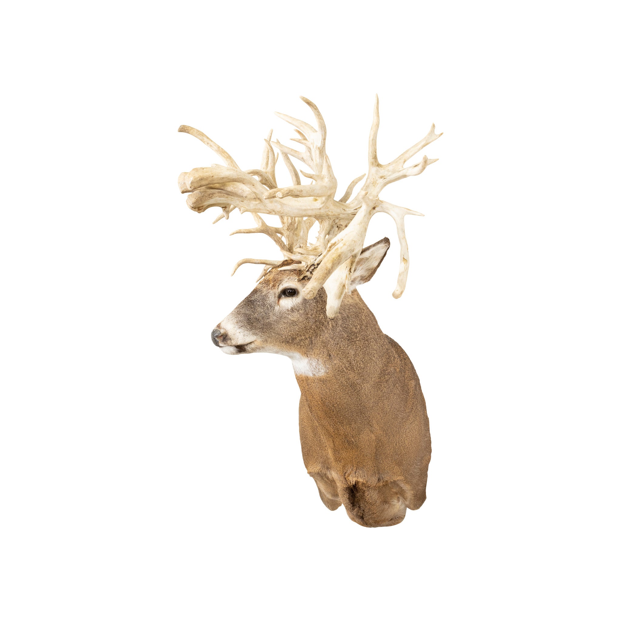 62 PT. Whitetail Deer Shoulder Mount