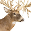 62 PT. Whitetail Deer Shoulder Mount