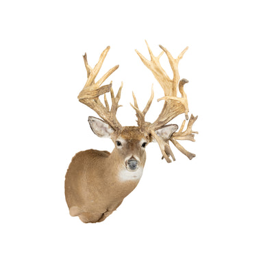 40 PT. Whitetail Deer Shoulder Mount, Furnishings, Taxidermy, Deer