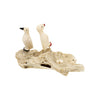 Inuit Walrus Ivory Puffins on Rock