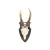 Roe Deer Collection