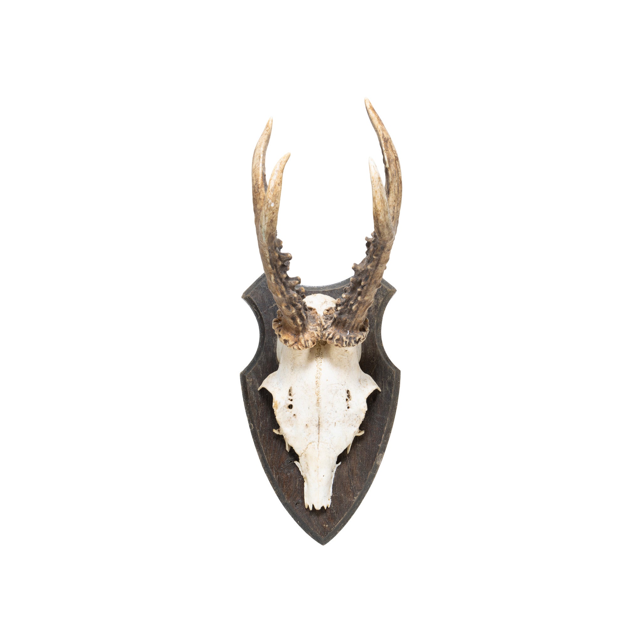 Roe Deer Collection