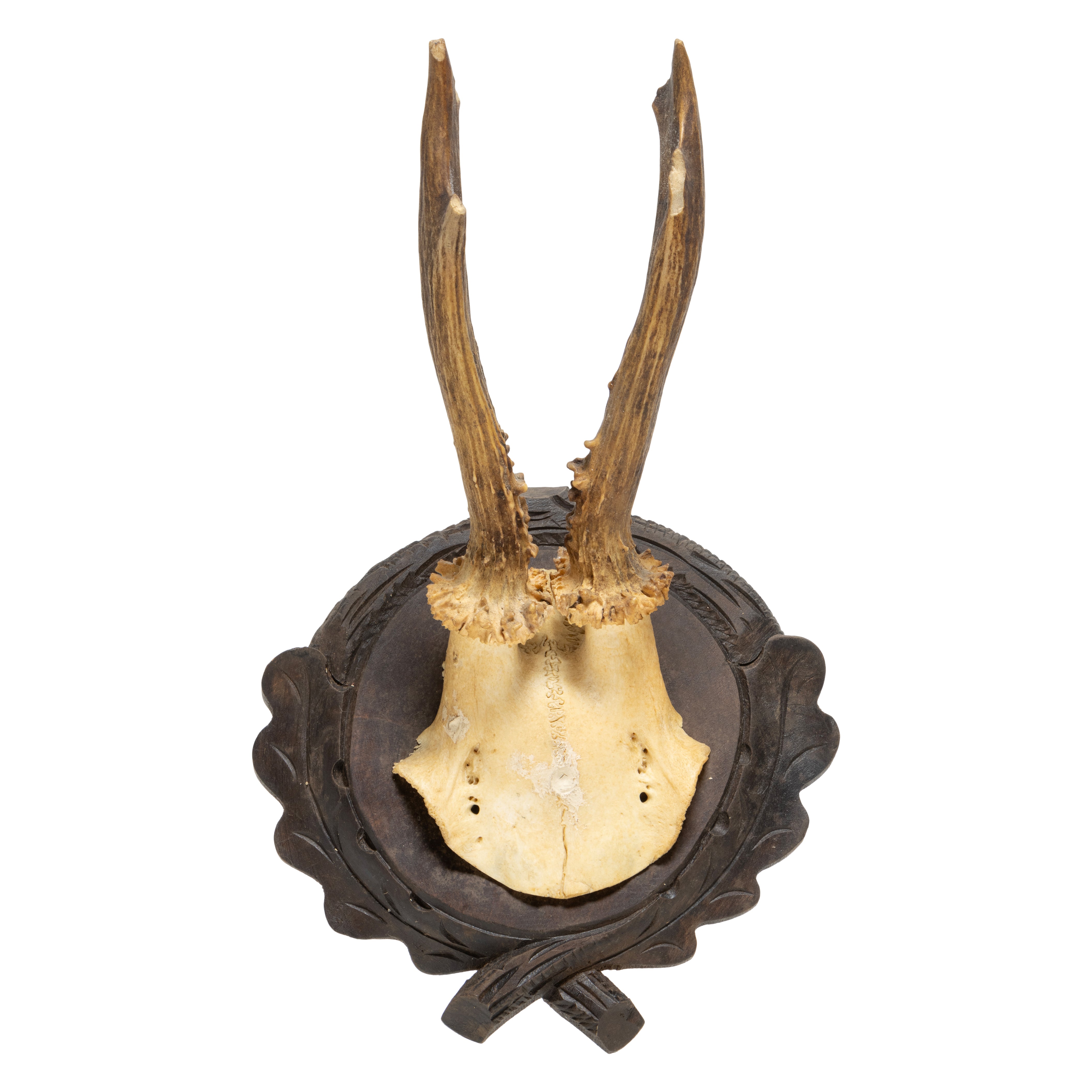 Roe Deer Collection