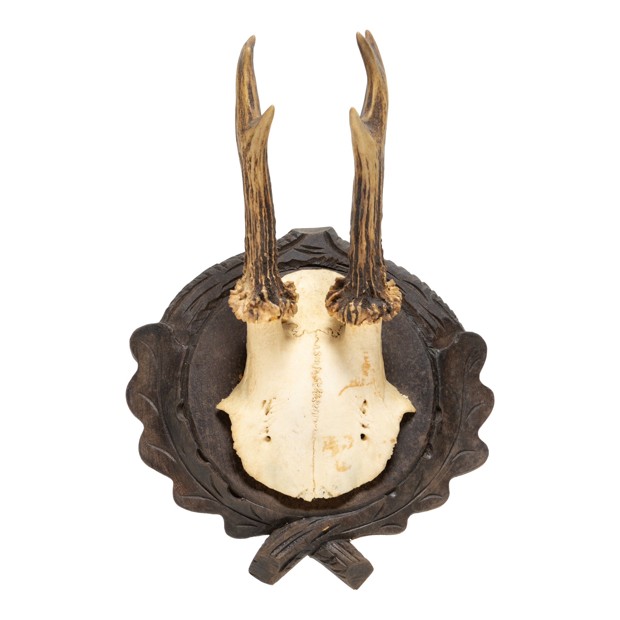 Roe Deer Collection
