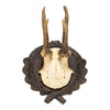 Roe Deer Collection