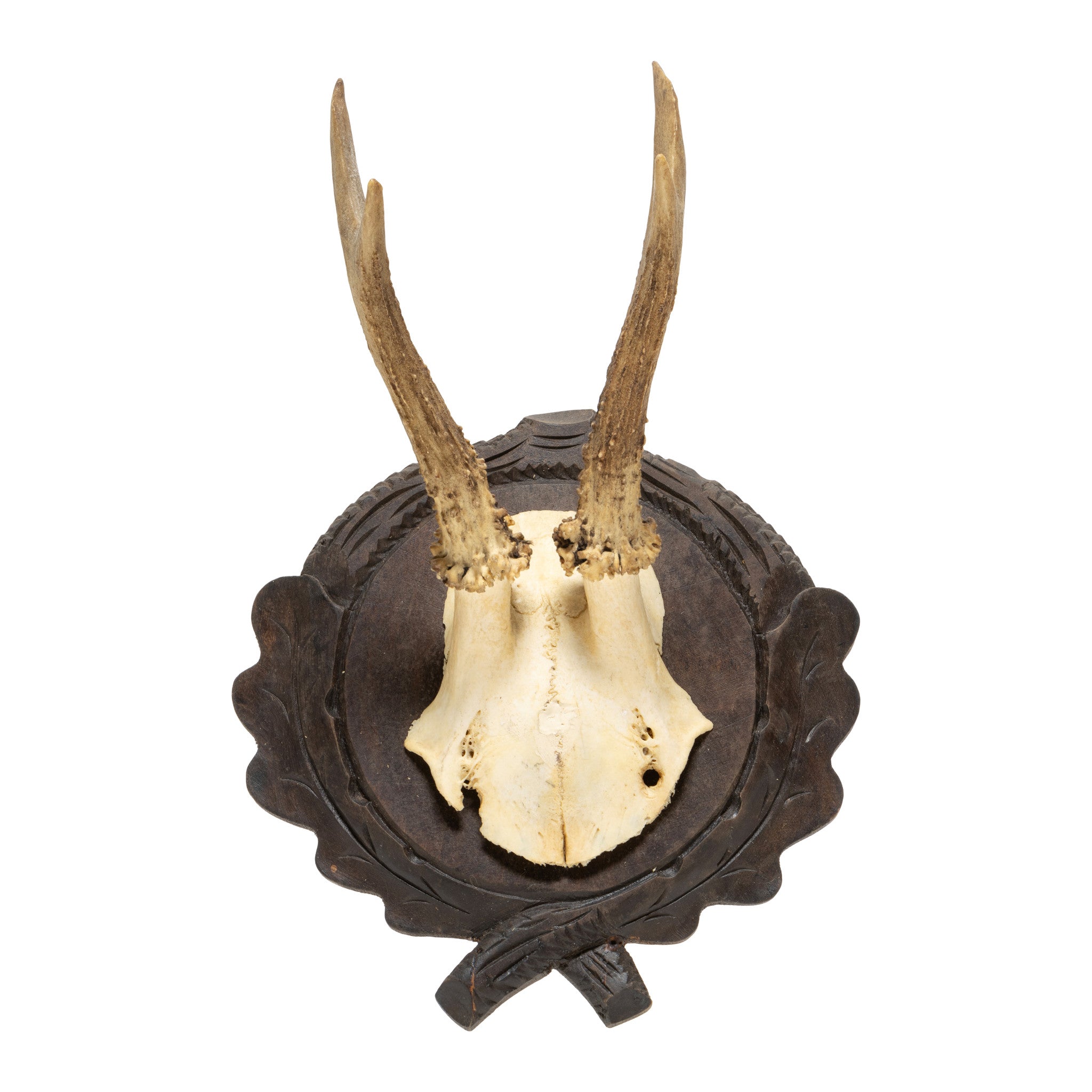 Roe Deer Collection