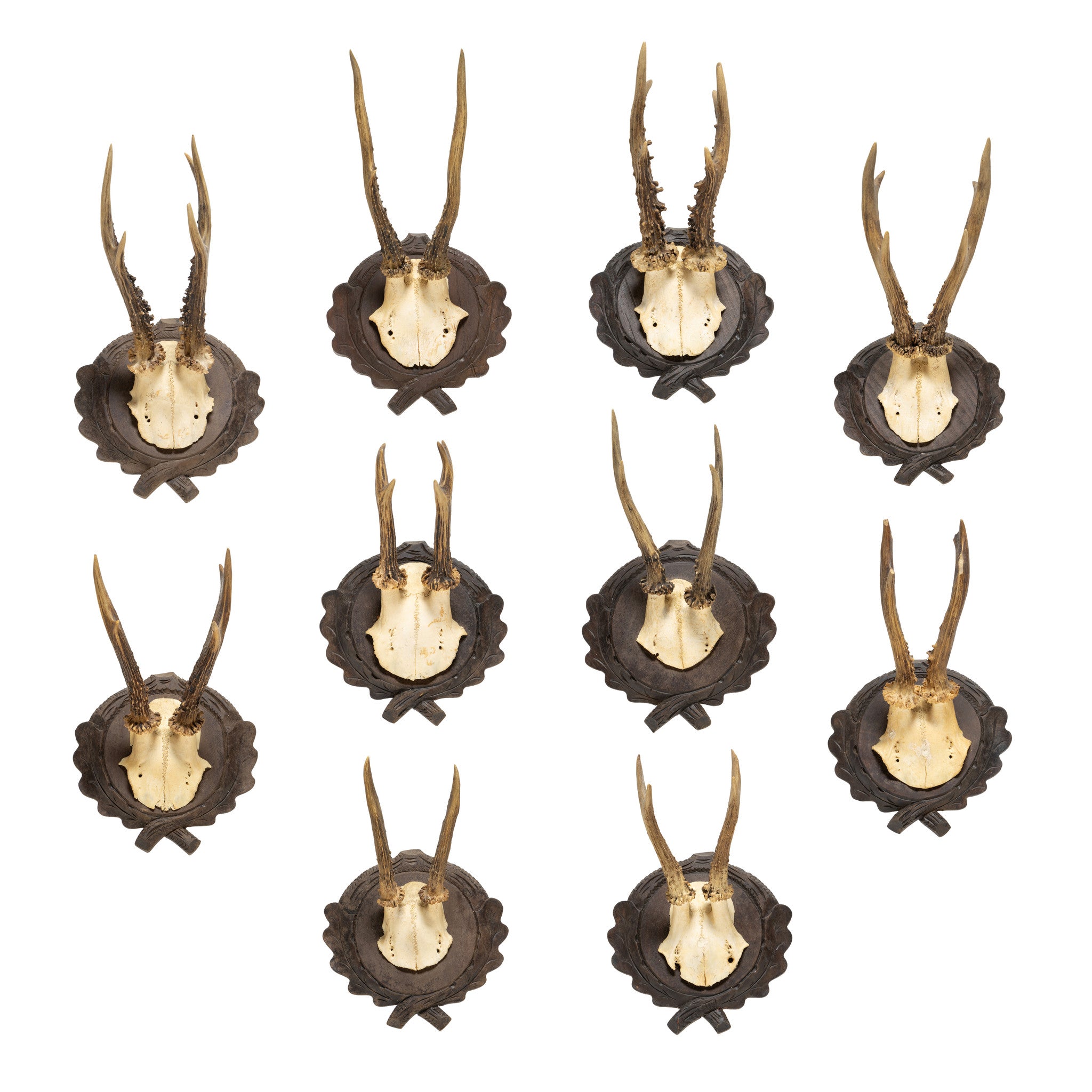 Roe Deer Collection, Furnishings, Taxidermy, Deer
