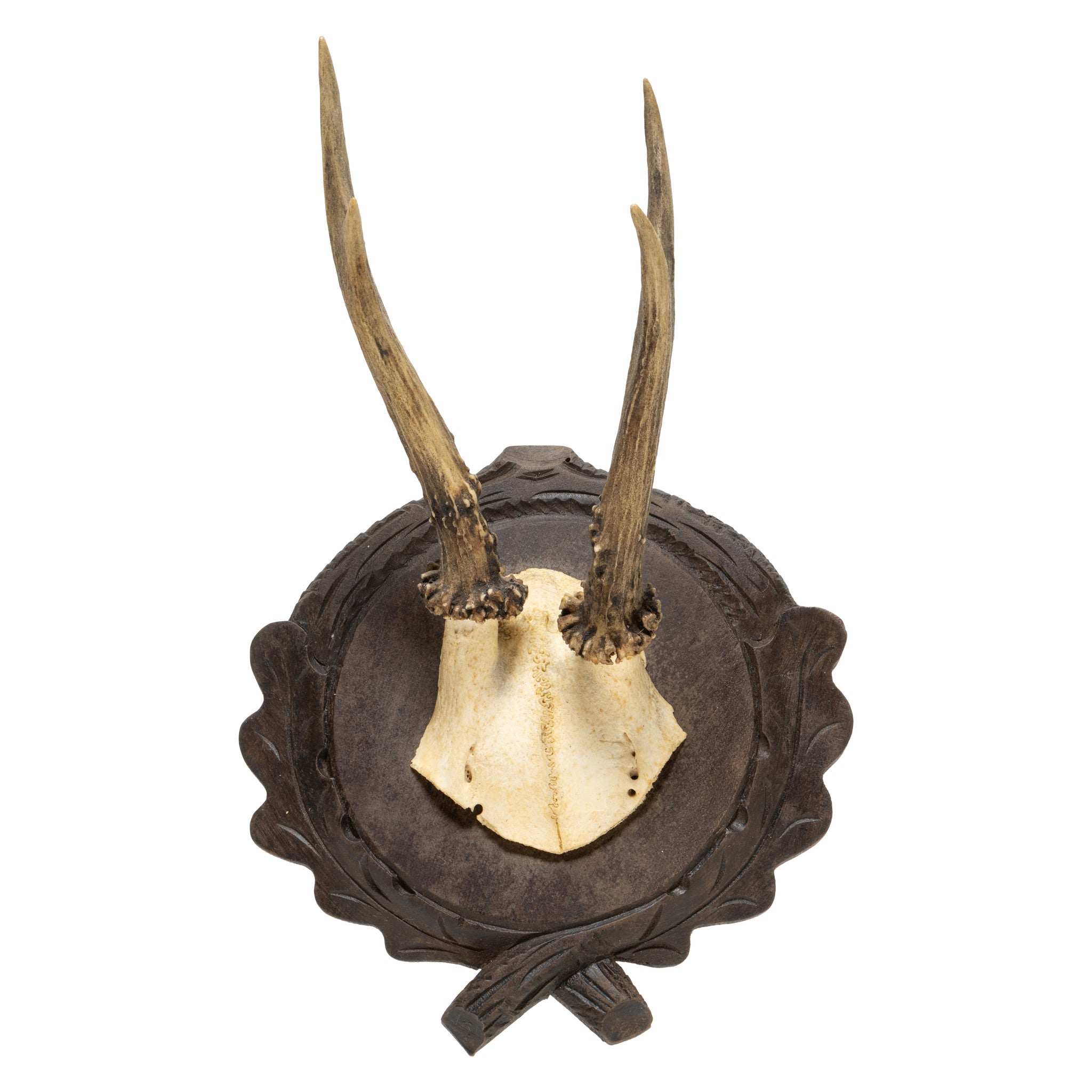 Roe Deer Collection