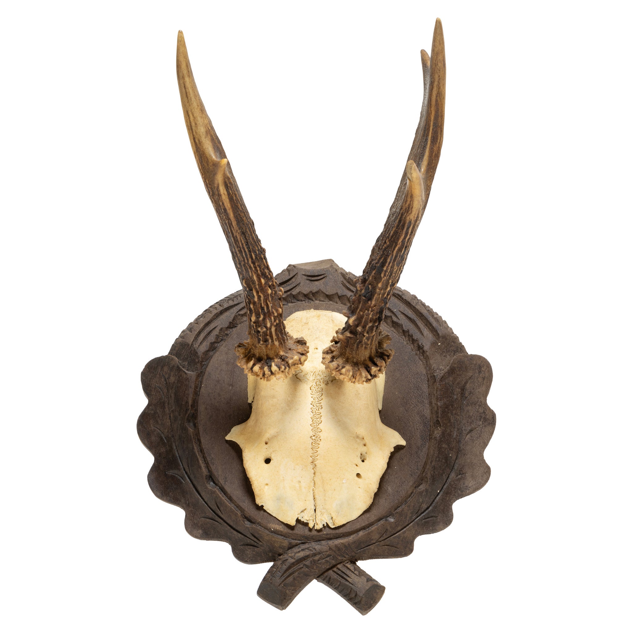Roe Deer Collection
