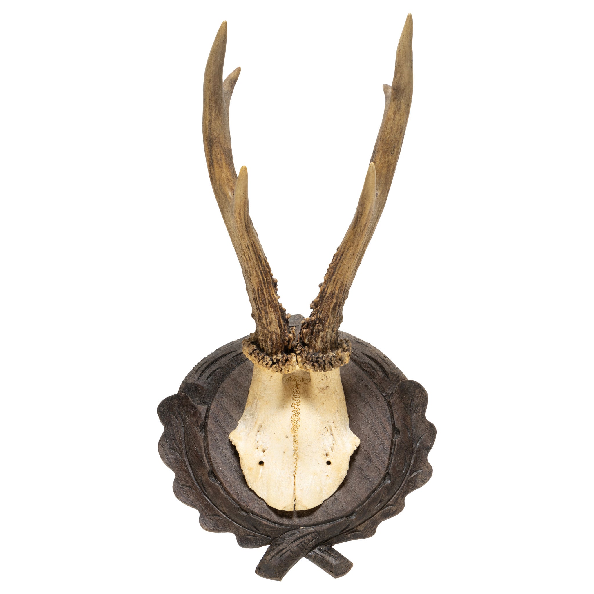 Roe Deer Collection