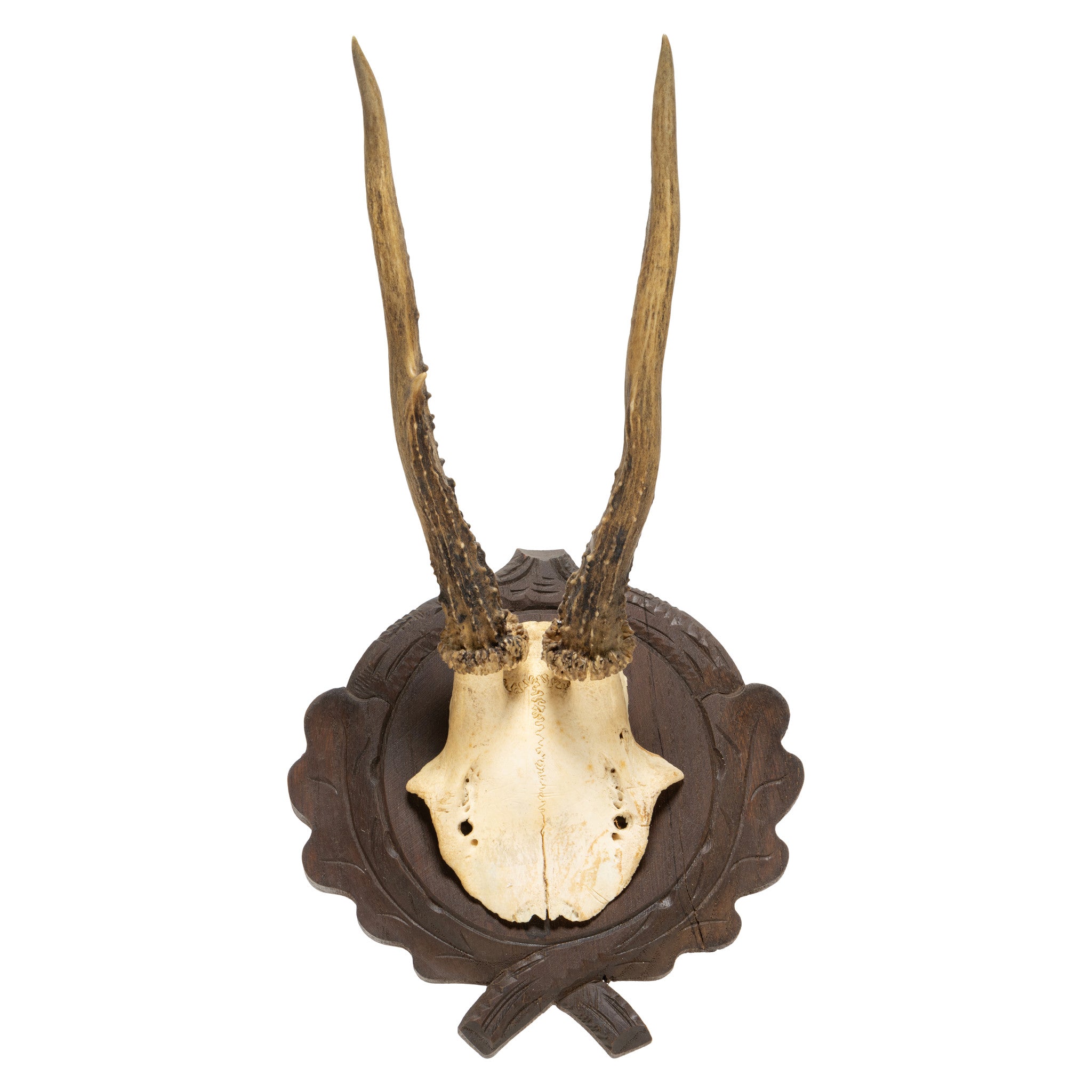 Roe Deer Collection