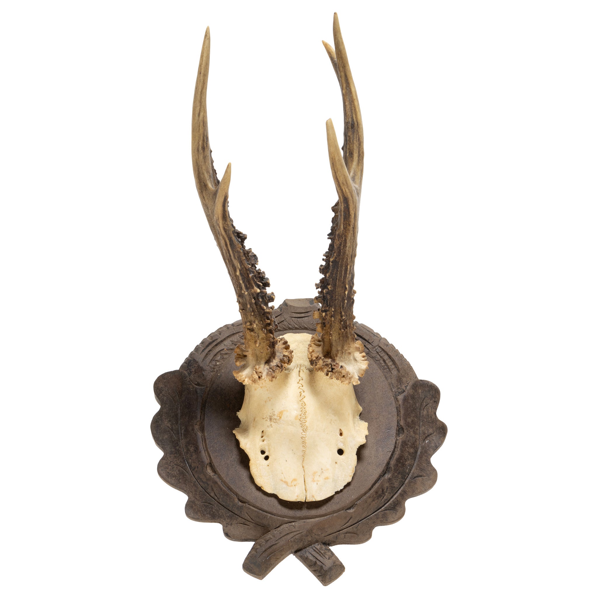 Roe Deer Collection