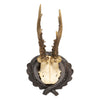 Roe Deer Collection